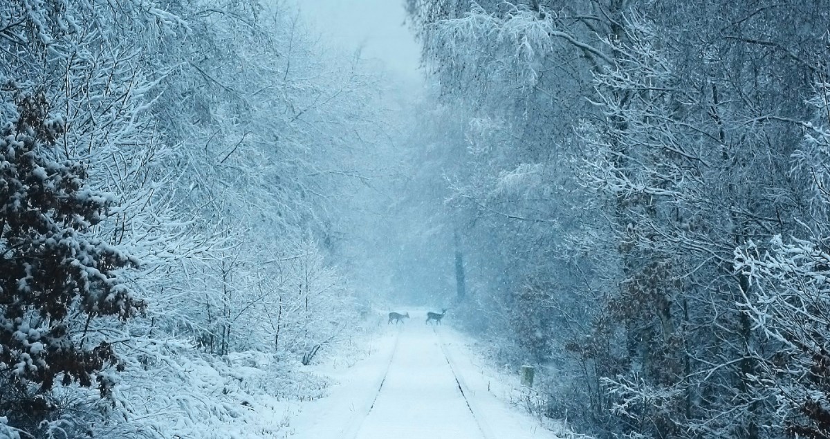 Napušteno petogodišnje dijete bebu na minus 31 stupanj nosilo gotovo kilometar